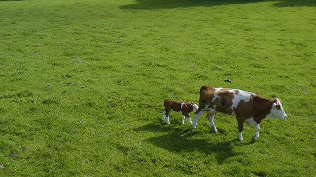 Aerial view of cows in Germany on a sunny day in summer on a pasture. A cow and it's calf walking along.