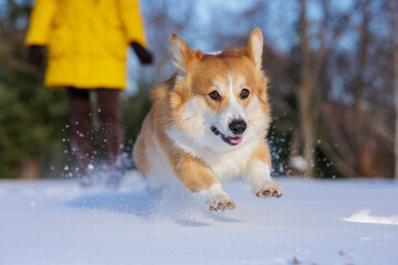 Fototapeta premium Corgi Flying Through Snow During Winter Run with Owner in Background