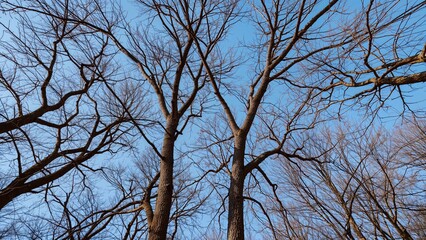 Bare tree branches against a blue sky, winter season nature scene.