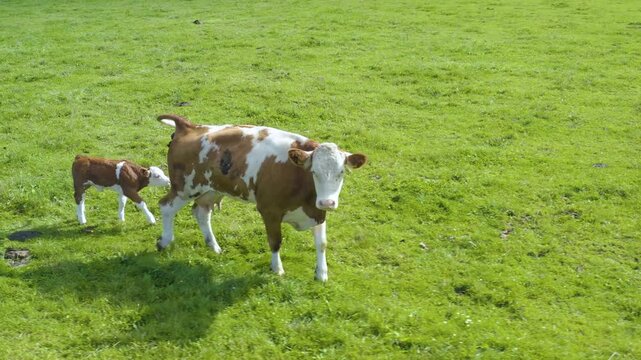 Aerial view of cows in Germany on a sunny day in summer on a pasture. A cow and it's calf walking along.