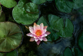 A beautiful pink water lily blooming gracefully amidst lush green lily pads on dark water.
