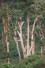 Tree in the forest in topslip mountain pollachi, Coimbatore , Tamil Nadu 