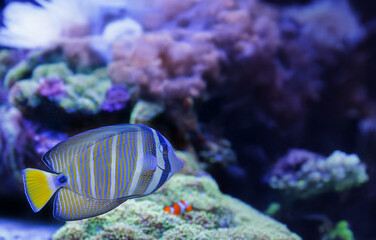 sea aquarium