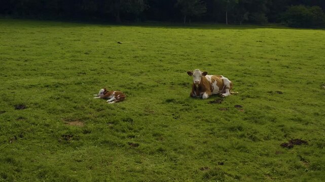 Aerial view of cows in Germany on a sunny day in summer on a pasture. A cow and it's calf are resting