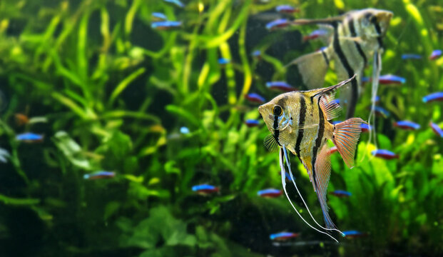 Angelfish Pterophyllum scalare