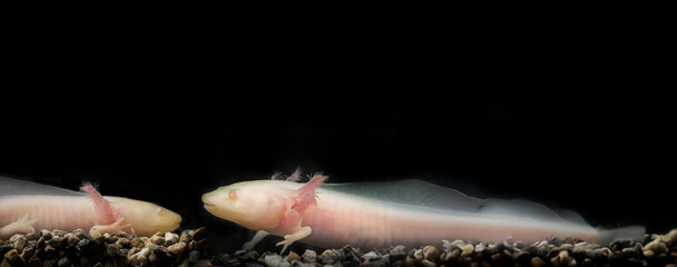 Axolotl (Ambystoma mexicanum) in aquarium