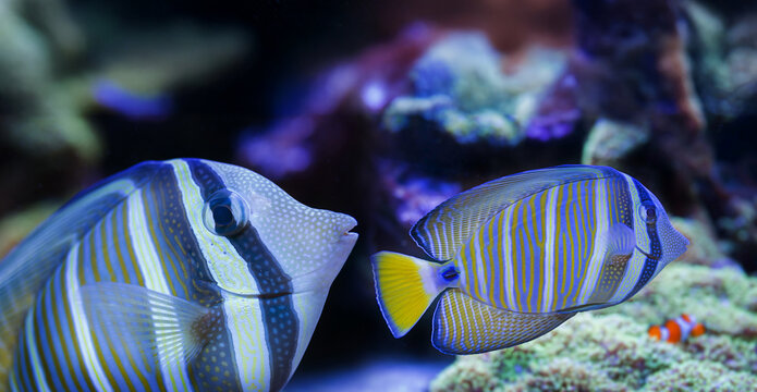 beautiful aquarium fish in a sea aquarium - Zebrasoma veliferum - Powered by Adobe