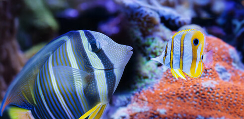 beautiful aquarium fish in a sea aquarium