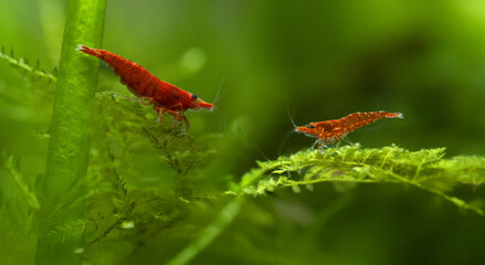 red shrimps in freshwater aquarium  - pets hobby animal