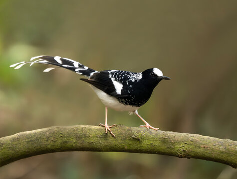 Spotted forktail perched calmly overlooking stream within undisturbed forest habitat