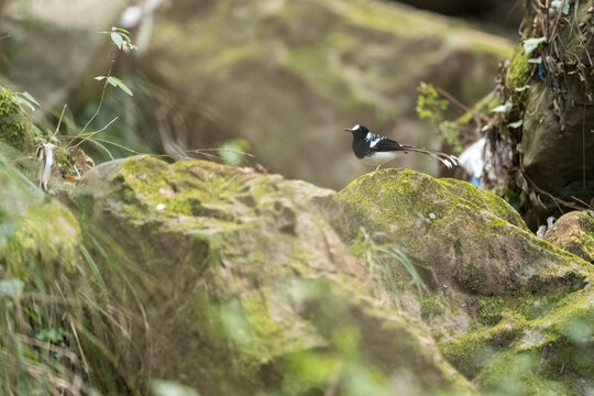Elegant spotted forktail resting on rock over flowing forest stream