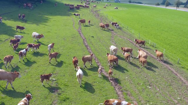 Aerial view of cows in Germany on a sunny day in summer on a pasture. A heard of cows running