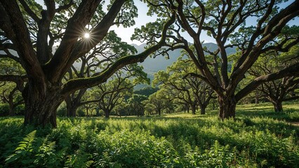Obraz premium Lush green forest with large trees and sunlight shining through the branches.