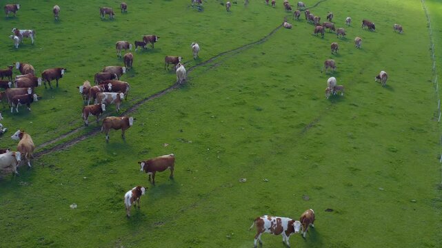 Aerial view of cows in Germany on a sunny day in summer on a pasture. A heard of cows running