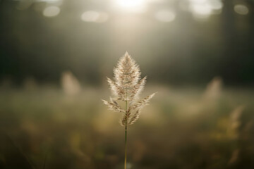 Obraz premium Closeup of a single grass blade in nature