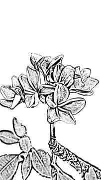 illustration digital drawing of a frangipani flower bud in black and white