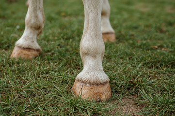 Unshod Horse Hoof on Grassy Ground, Detail Close-Up