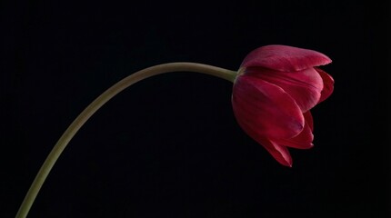 Elegant red tulip flower on a curved stem isolated against a solid black background, minimalist floral photography