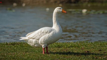Fototapeta premium A goose standing on grass near water.