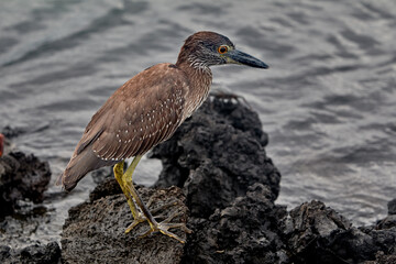 The Patient Hunter of Isabela The juvenile Yellow-crowned Night Heron is a master of camouflage against the Gal&aacute;pagos' volcanic shores. While its adult plumage will eventually turn a sleek grey