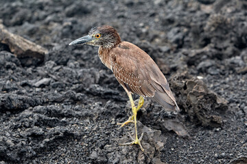 The Patient Hunter of Isabela The juvenile Yellow-crowned Night Heron is a master of camouflage against the Gal&aacute;pagos' volcanic shores. While its adult plumage will eventually turn a sleek grey
