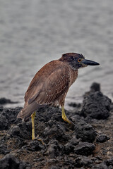 The Patient Hunter of Isabela The juvenile Yellow-crowned Night Heron is a master of camouflage against the Gal&aacute;pagos' volcanic shores. While its adult plumage will eventually turn a sleek grey