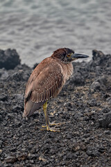 The Patient Hunter of Isabela The juvenile Yellow-crowned Night Heron is a master of camouflage against the Gal&aacute;pagos' volcanic shores. While its adult plumage will eventually turn a sleek grey