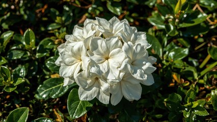 White flower cluster surrounded by green leaves on a bush.