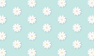 花びらの並びにムラがある白いマーガレットに影が付いた水色の壁紙