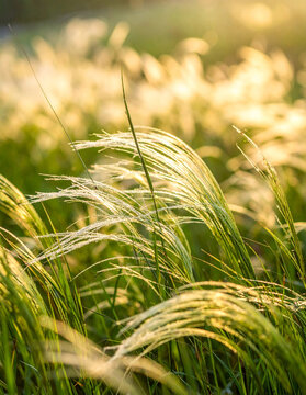 Close-up of Mexican feather grass (Nassella tenuissima) illuminated by warm golden sunlight. Soft and airy ornamental grass creating a calm, natural atmosphere for mindfulness, nature, eco-friendly.