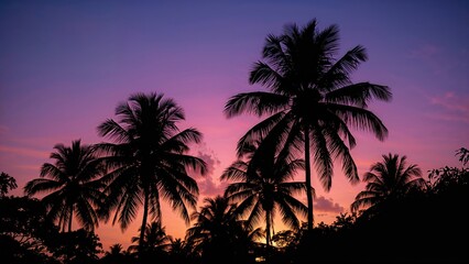 Silhouettes of palm trees at sunset or sunrise sky. Nature and tropical landscape, beautiful scene. Sunset and palm trees. The tropical environment and nature scenery.