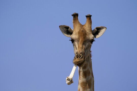 GIraffe with Bone