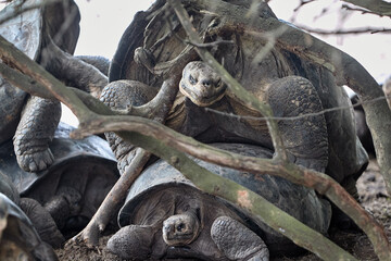 The Gal&aacute;pagos Giant Tortoise (Chelonoidis vicina), the undisputed symbol of Isabela Island and the very creatures that gave the archipelago its name (gal&aacute;pago means "saddle" in old Spanish).