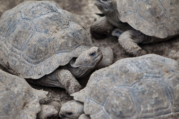The Gal&aacute;pagos Giant Tortoise (Chelonoidis vicina), the undisputed symbol of Isabela Island and the very creatures that gave the archipelago its name (gal&aacute;pago means "saddle" in old Spanish).