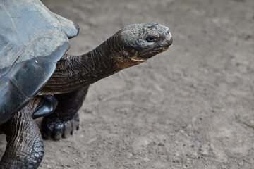 The Gal&aacute;pagos Giant Tortoise (Chelonoidis vicina), the undisputed symbol of Isabela Island and the very creatures that gave the archipelago its name (gal&aacute;pago means "saddle" in old Spanish).