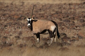 Oryx in Namibia