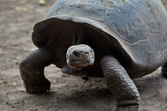 The Gal&aacute;pagos Giant Tortoise (Chelonoidis vicina), the undisputed symbol of Isabela Island and the very creatures that gave the archipelago its name (gal&aacute;pago means "saddle" in old Spanish).