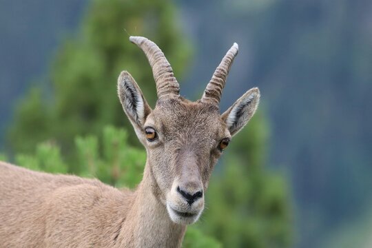 Steinbock / Capricorn in Switzerland