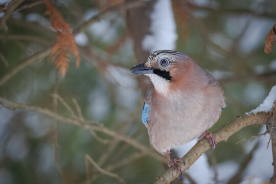 Close-up portrait of a Eurasian jay perched on a thuja branch on a cloudy winter day.