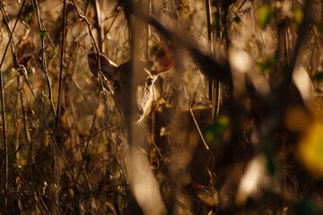 Deer camouflaged in dense forest, blending seamlessly with the natural surroundings, showcasing wildlife adaptability and serene woodland habitat.