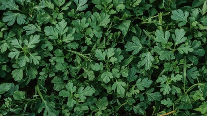 Dense green parsley or cilantro leaves covering the ground with a rich, leafy texture.