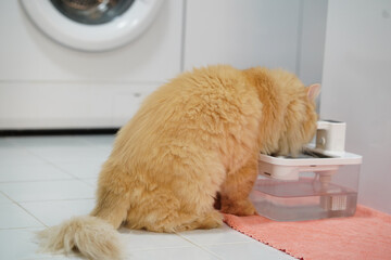 Fluffy orange cat drinking water from pet water fountain in modern kitchen. cat fur is soft and...