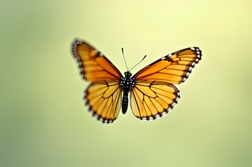 Obraz premium Monarch Butterfly Close-Up Against a Soft Background