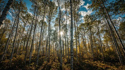 Obraz premium Sunlight shining through tall trees in a forest during daytime.