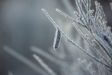 Frost-covered seed pod on delicate winter branch with soft background