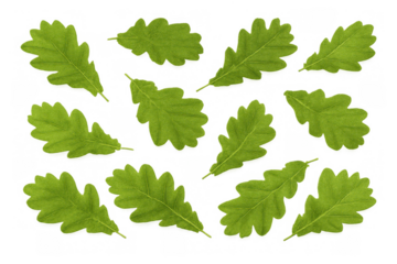 Green oak leaves scattering, organic summer foliage elements, fresh natural botany on transparent background