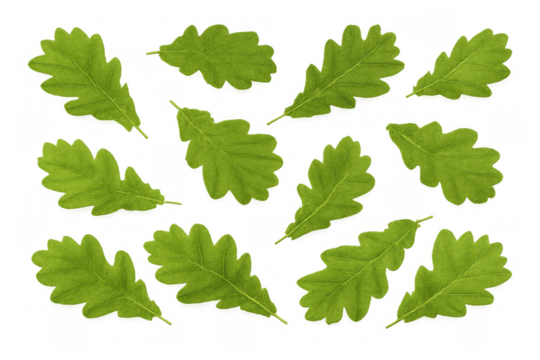 Green oak leaves scattering, organic summer foliage elements, fresh natural botany on transparent background - Powered by Adobe