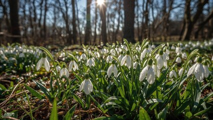 Snowdrop flowers blooming in a forest clearing, early spring scene, delicate white blossoms, sunlight filtering through trees, nature awakening, springtime in woodland.