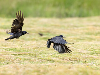 Obraz premium Rooks flying low over a cut grass field in Haczow