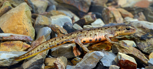Portuguese smooth newt - female // Portugiesischer Teichmolch - Weibchen (Lissotriton maltzani) - Carrapateira, Portugal